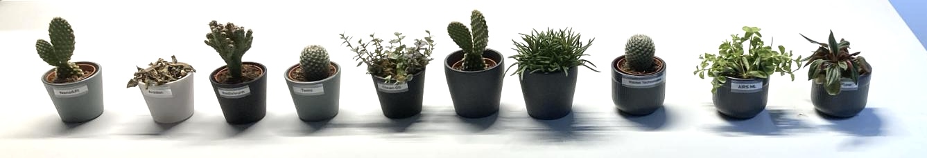 A row of cacti and succulents, one per startup, labelled with each company's name